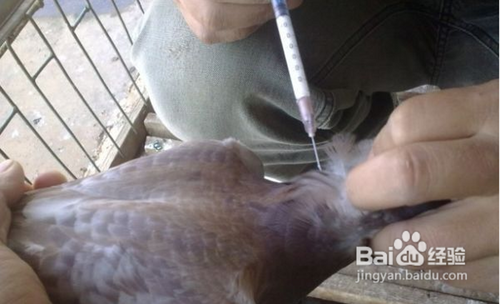 鸽子长痘怎样治疗