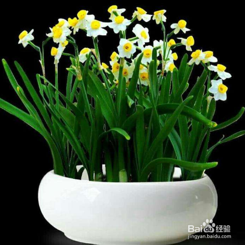 水仙叶子发黄的原因和解决方法