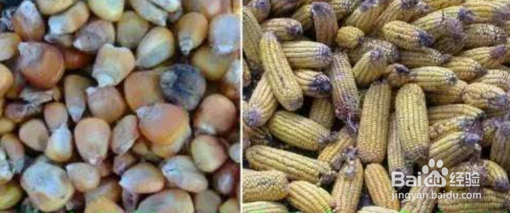 如何正确辨别玉米等级?