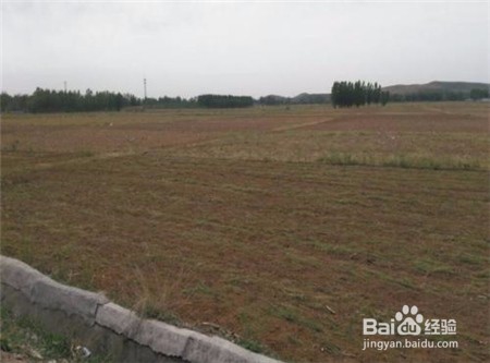 20头的三七多少钱一斤,近期的行情怎么样?