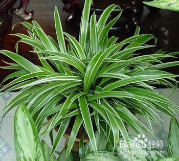 秘验单方 治疗糖尿病