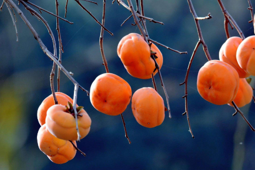 脆柿子和软柿子是一种品种么？！