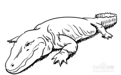 如何画一条鳄鱼?