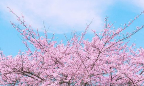 鸡鸣寺樱花开放时间是几月份