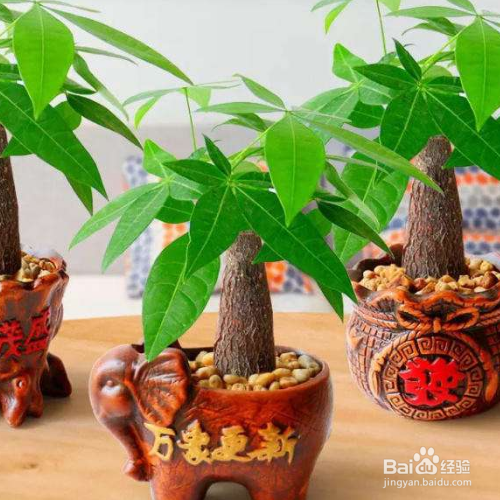 发财树叶子发黄怎么办?