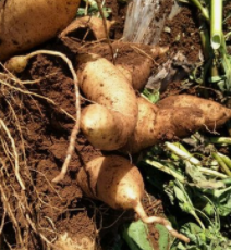 发芽的雪莲果还能吃吗