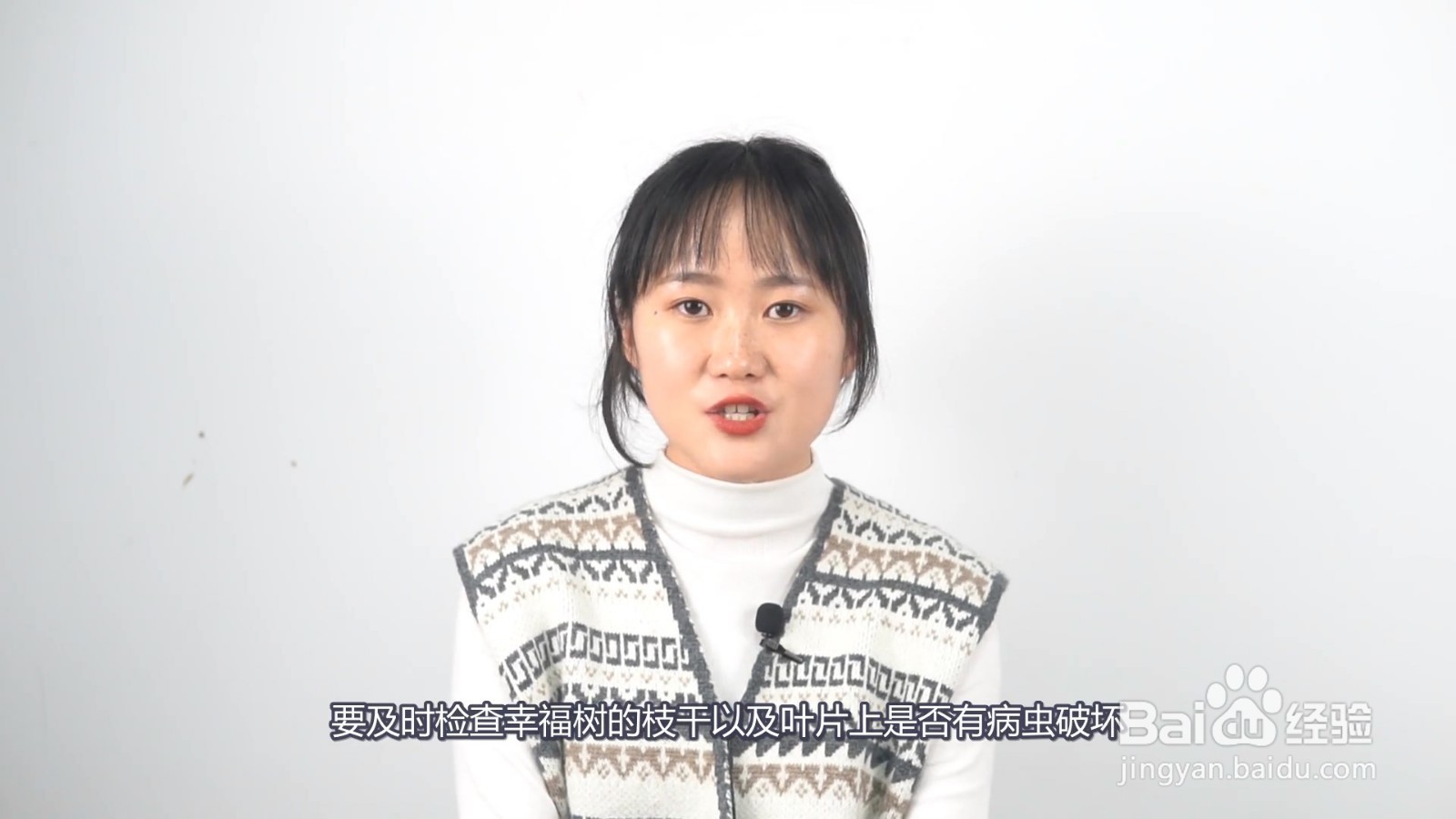 幸福树叶子一碰就掉,叶子发干怎么办