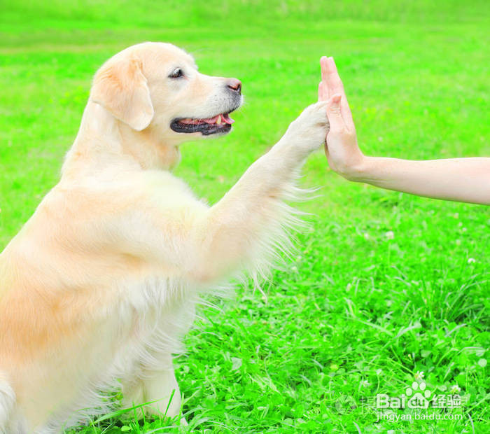 如何训练八个月的金毛犬