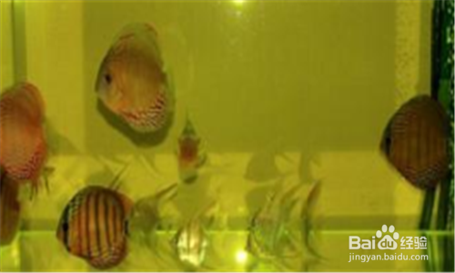 草缸蛋白虫怎么处理