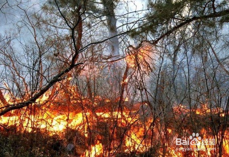 甘肃森林火灾，该怎么办？