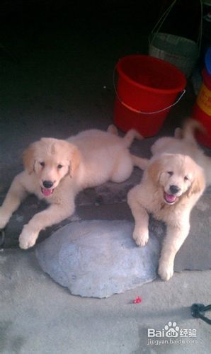 金毛饲养主们一定注意限制小狗活动范围