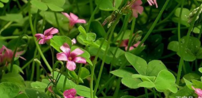 酢浆草夏天枯萎了怎么办