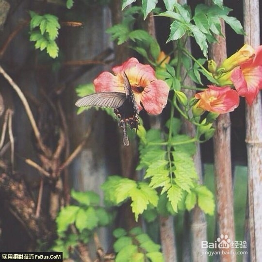 数码相机—花卉拍摄技巧