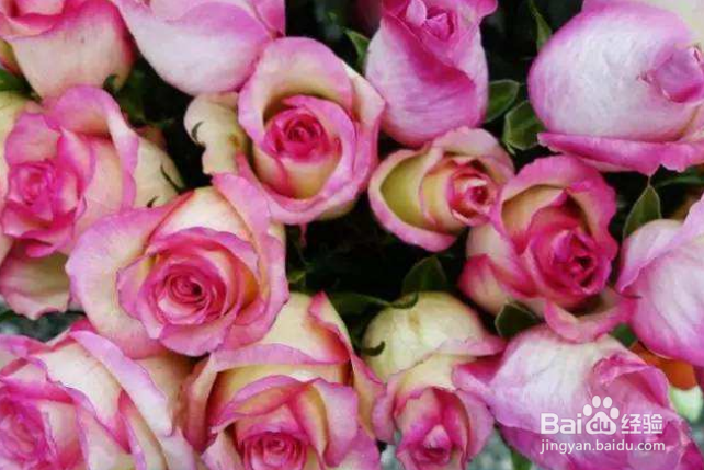 鲜切花醒花步骤