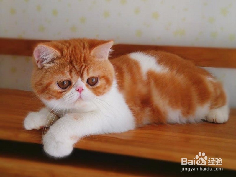 异国短毛猫怎么养