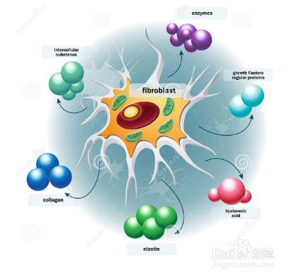 为什么会有鱼尾纹？