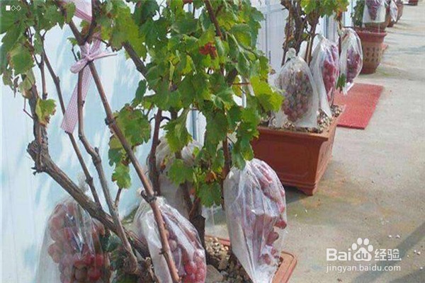 怎么选用肥料才有利于上色期的葡萄?