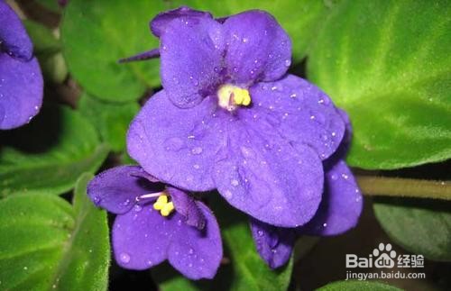 紫罗兰花怎么养