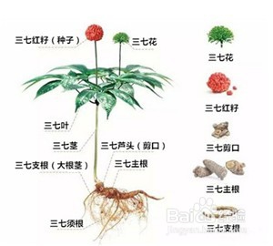 三七和田七有什么区别,点击查看详情
