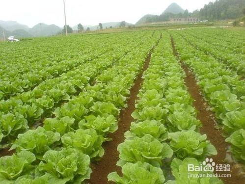 贵州大白菜栽培技术 百度经验