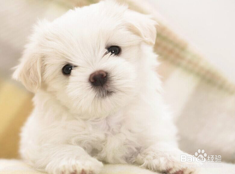 怎样训练新买的狗狗适应家庭环境