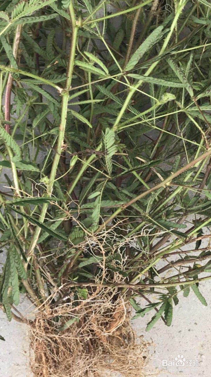 如何判断含羞草死没死