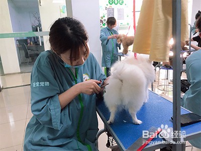 学宠物美容一般多少钱
