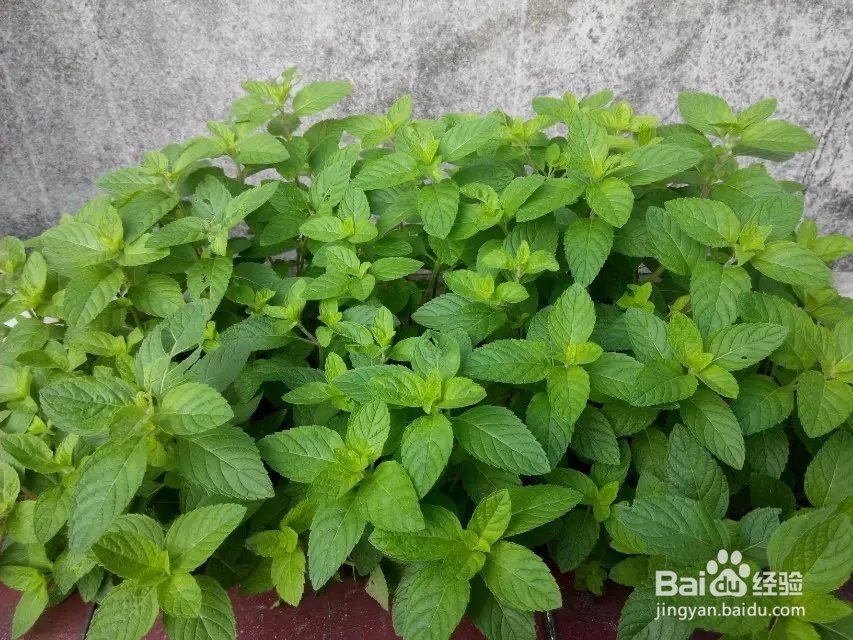 私家庭院如何防治蚊虫