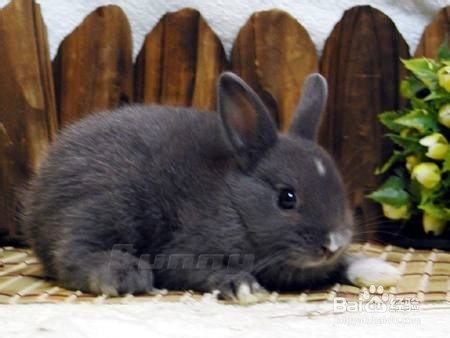 新手饲养小兔子的注意事项