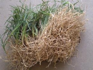 秘验单方治疗糖尿病