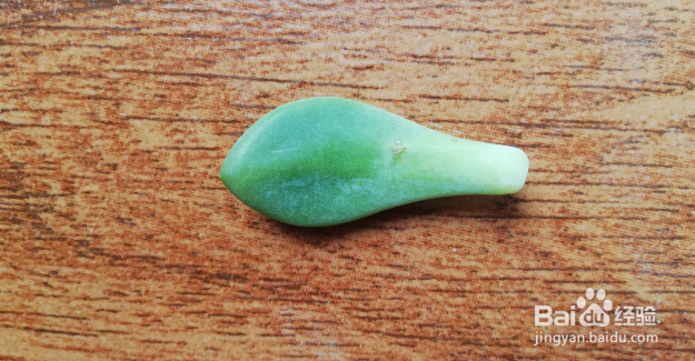 矿泉水瓶多肉叶插方法