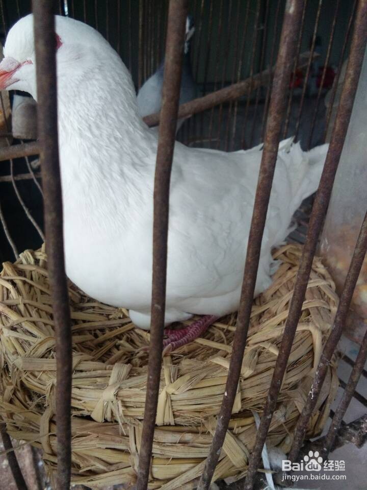 如何让种鸽安心孵蛋