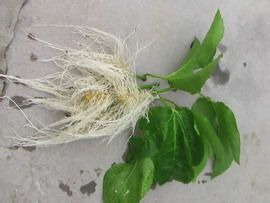 怎样使难于生根的花木快速生根?