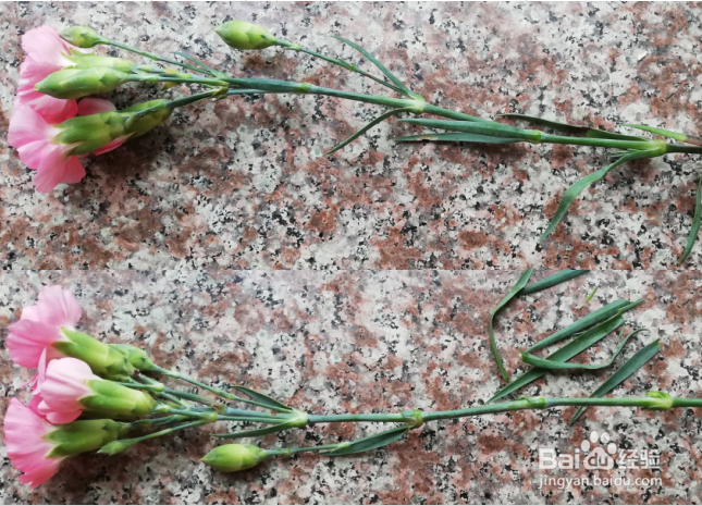 怎样制作漂亮的康乃馨花束