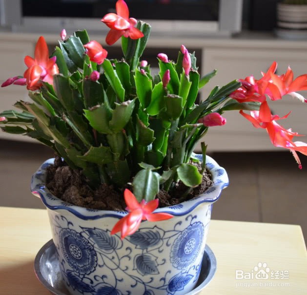 蟹爪兰夏天怎么养