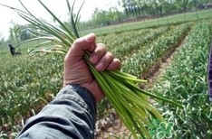 蒜苔摘取技巧