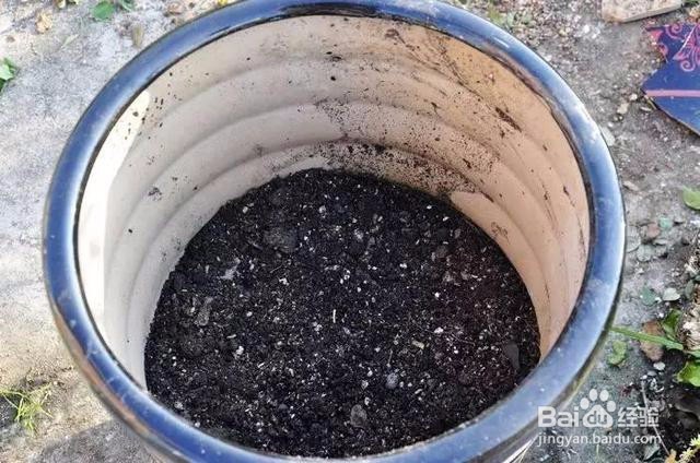 实用的5个养花小技巧