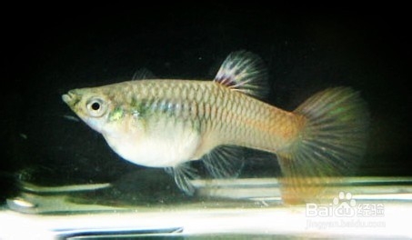 孔雀鱼缩尾、烂尾、针尾病的防治