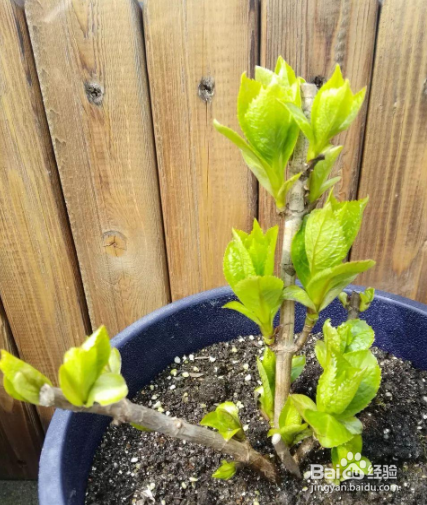 绣球花开花后如何修剪