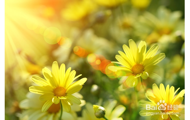 怎样清除地毯灰尘