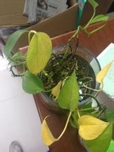 绿萝黄叶的原因和解决方法