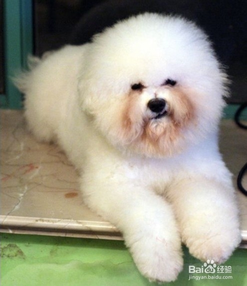 狗狗有眼屎怎么回事