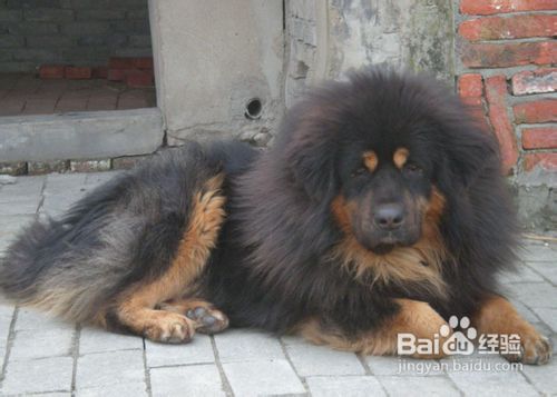 藏獒为什么那么贵