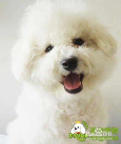 狗狗食物过敏该怎么办