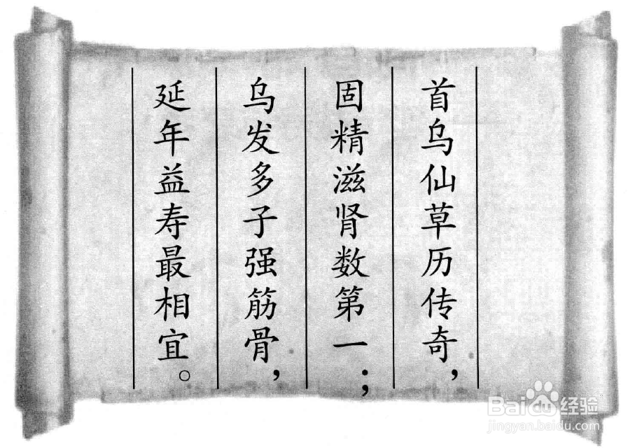 何首乌养生的几个注意事项?