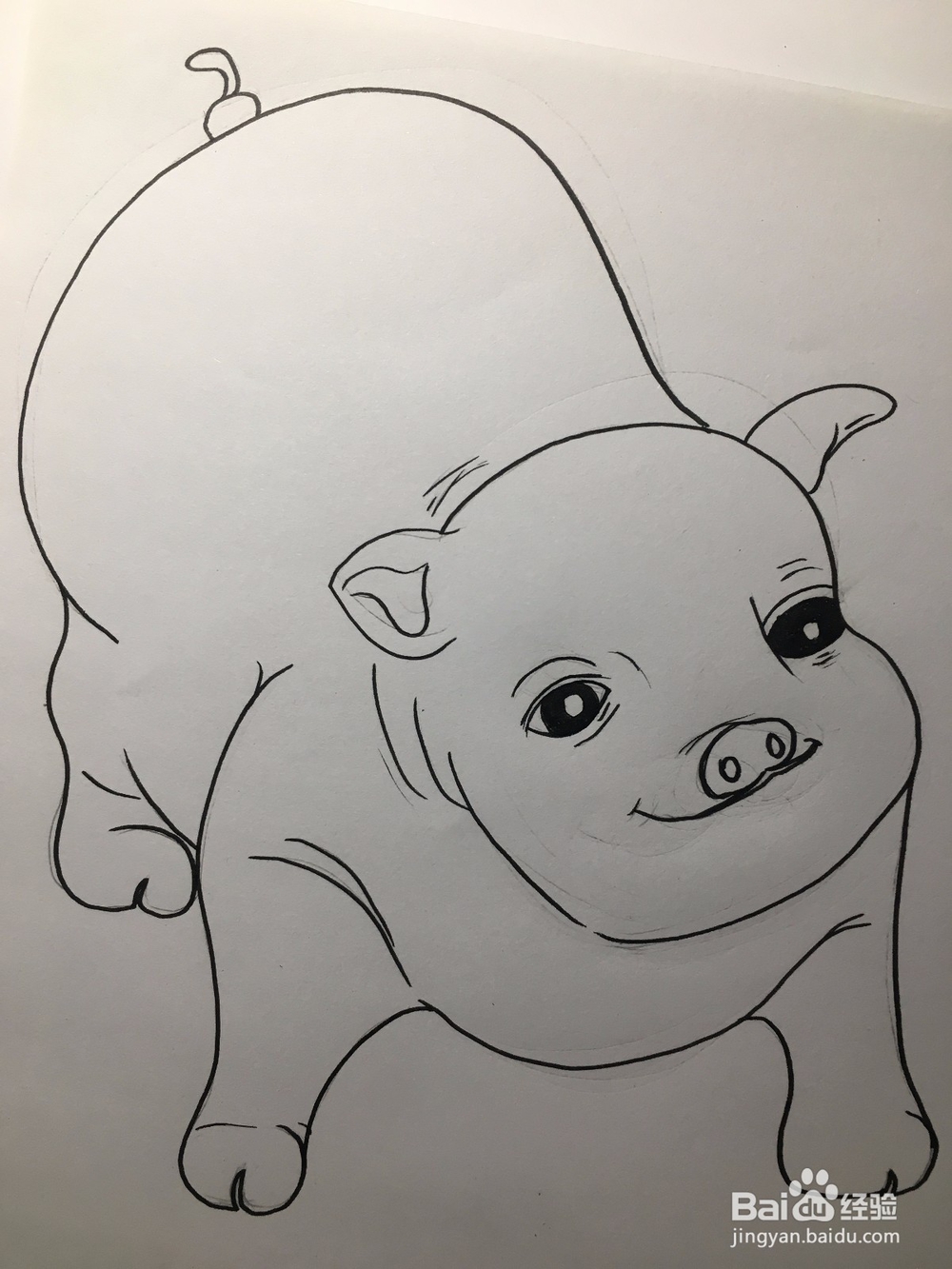 教你画一只萌萌的肥猪 猪年简笔画猪