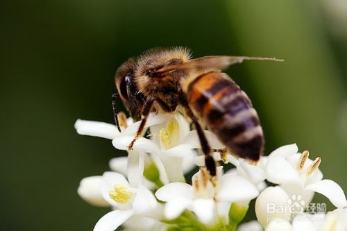 油菜花蜂蜜和洋槐蜂蜜哪个好 油菜蜜和洋槐蜜 百度经验