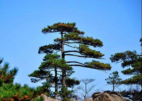 松树什么又什么