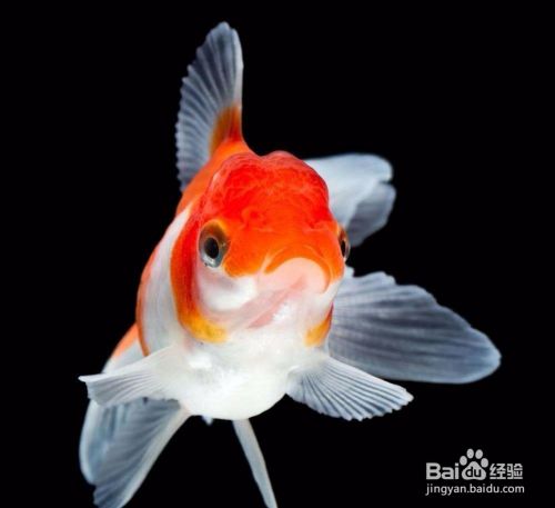 金鱼的产卵期是以什么迹象来断定的 百度经验 金鱼的产卵期是以什么迹象来断定的 百度经验