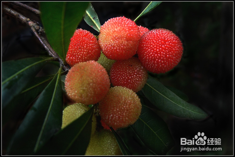 子宫肌瘤病人吃什么好